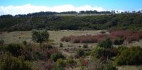 Heathland on the way up to Arieiro